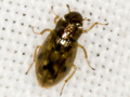 Helophorus brevipalpis